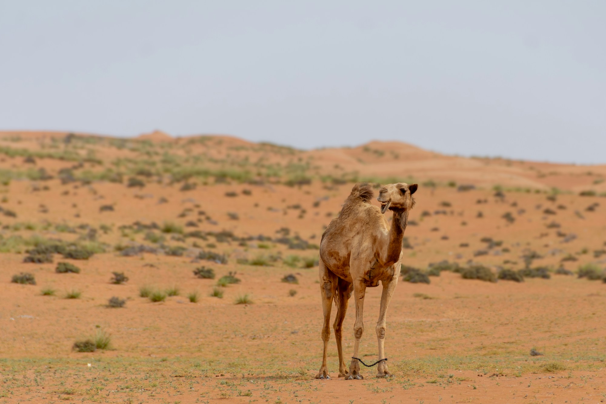 A lone camel in the Empty Quarter